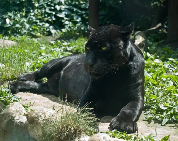 Gros Plan Panthère Noire Mignonne — Photo