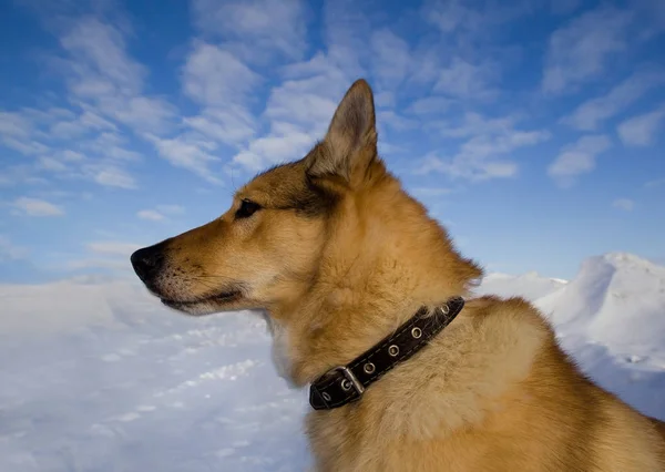 Profil Yakın Çekimde Tasma Takan Bir Köpeğin Portresi — Stok fotoğraf