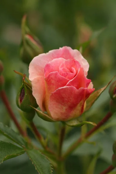 Brillante Flor Rosa Hermosa Luz Del Día Primer Plano — Foto de Stock