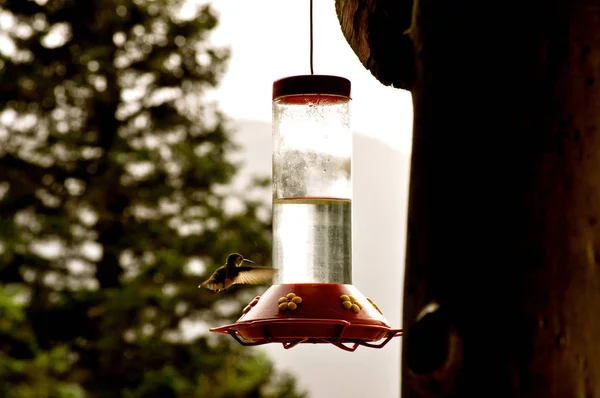 Hummingbird Bevingade Flygning Närbild — Stockfoto