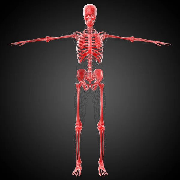 Καθιστούν Ιατρική Απεικόνιση Του Οστού Σκελετός Πρόσοψη — Φωτογραφία Αρχείου