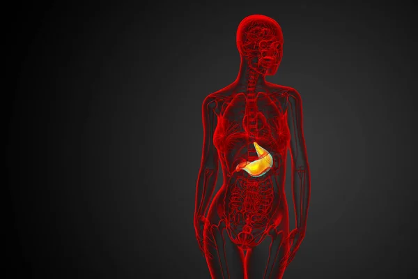 Renderizar Ilustração Médica Estômago Visão Frontal — Fotografia de Stock