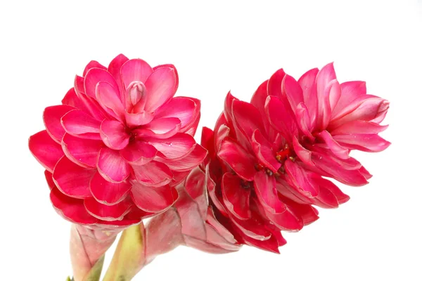 Schöne Tropische Rote Ingwerblüte Auf Isoliertem Weißem Hintergrund — Stockfoto