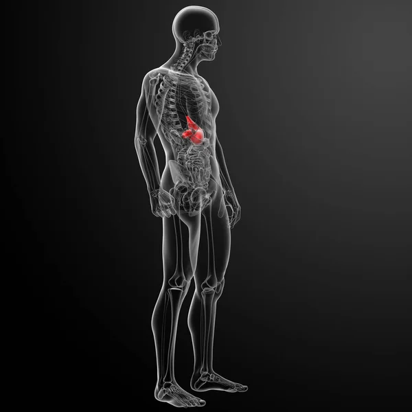 Sistema Digestivo Humano Estómago Lado —  Fotos de Stock