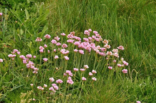 Armeria Maritima Mer Rose Poussant Sur Une Falaise — Photo