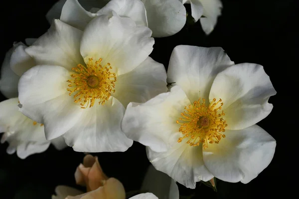 Rosas Blancas Simples Con Pistilos Amarillos —  Fotos de Stock