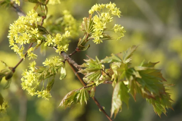 カエデの木の花と新しい葉がクローズアップ — ストック写真