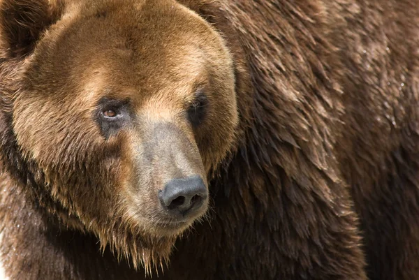 Urso Selvagem Close — Fotografia de Stock