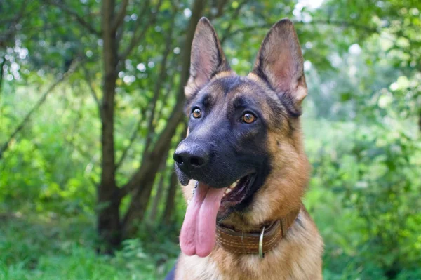 German Shepherd Forest — Stock Photo, Image