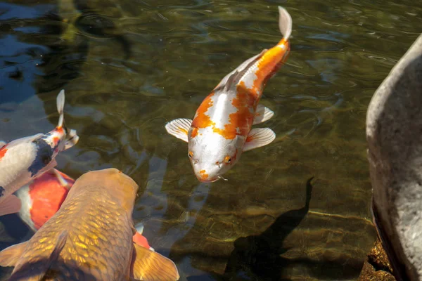 Koi Fische Cyprinus Carpio Haematopterus Fressen Einem Koi Teich Japan — Stockfoto