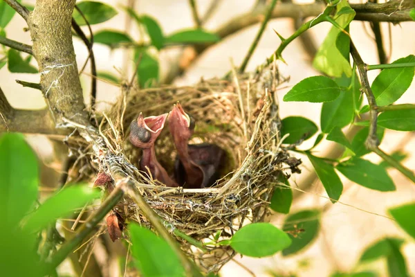 Nido Aves Con Bebés Pequeños — Foto de Stock