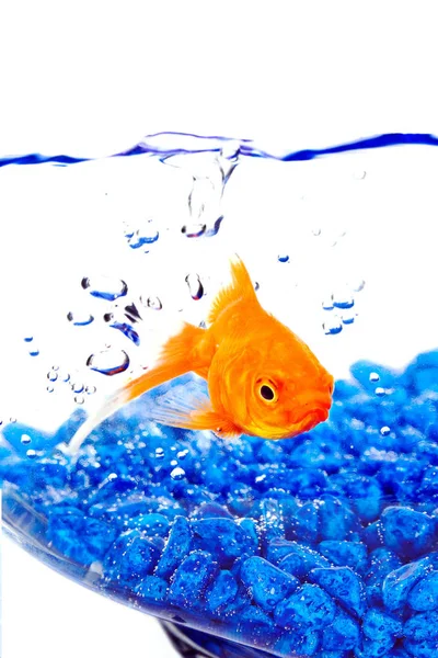 Peixe Dourado Uma Tigela Com Bolhas Pedras Azuis — Fotografia de Stock