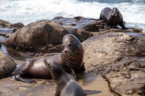 Mamá Cachorro León Marino California Zalophus Californianus Las Rocas Jolla — Foto de Stock