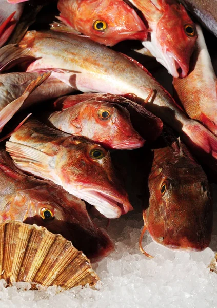 Primer Plano Sabrosa Comida Mar — Foto de Stock