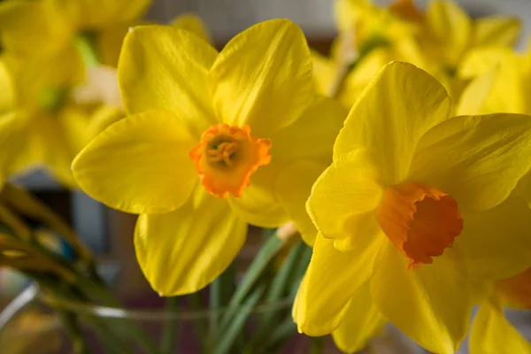 Fechar Belos Narcisos Amarelos — Fotografia de Stock