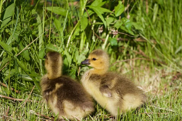 Sehr Süße Küken Auf Dem Gras — Stockfoto