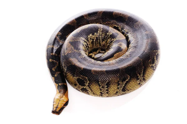 Pastell Schlangenpython Reptil Wildtier — Stockfoto