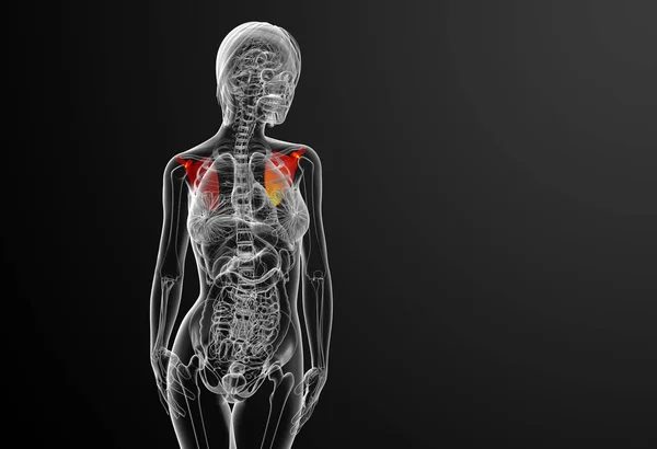 肩甲骨骨の3Dレンダリング医療イラスト 正面図 — ストック写真
