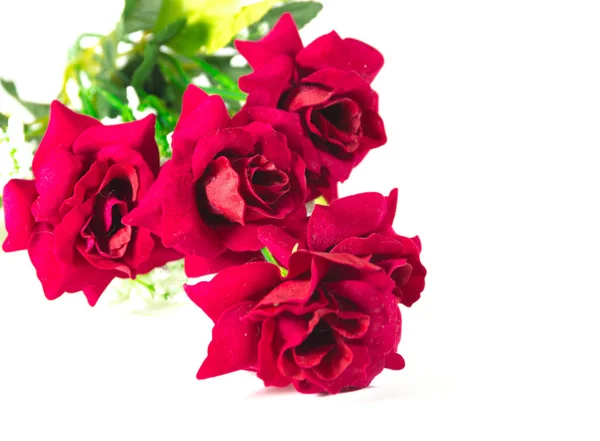 Hermosa Rosa Roja Aislada Sobre Fondo Blanco — Foto de Stock