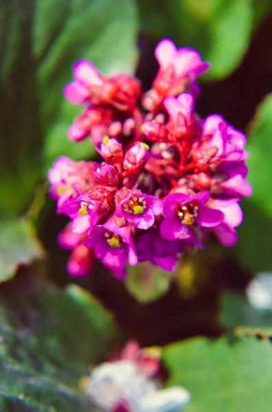 Bergenia Cordifolia Bergenia Crassifolia Tejano Que Florece Con Flores Púrpuras —  Fotos de Stock