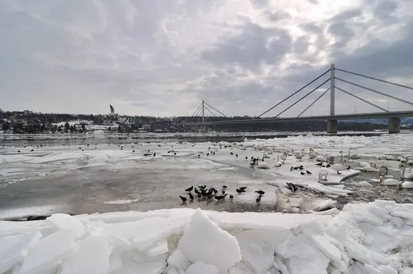 ドナウ川の氷との背後にある橋で覆われています — ストック写真