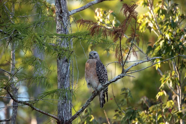 Red Shouldered Hawk Buteo Lineatus Hunts Prey Corkscrew Swamp Sanctuary — Stock Photo, Image