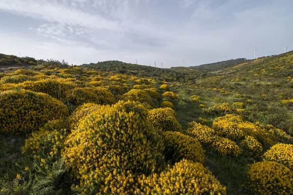 Paisaje Típico Hermoso Con Arbustos Ulex Densus Sagres Región Portugal — Foto de Stock