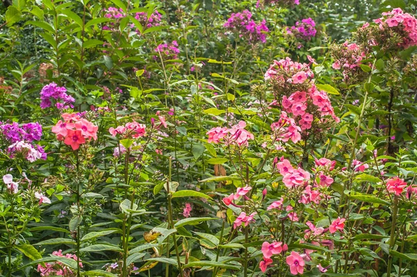 Zelená Zahrada Kvetoucí Phlox Dalších Květin Létě Slunečného Dne — Stock fotografie