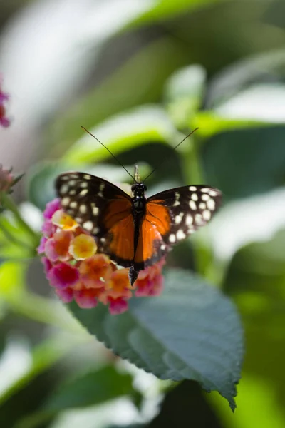Una Mariposa Encaramada Sobre Una Flor —  Fotos de Stock