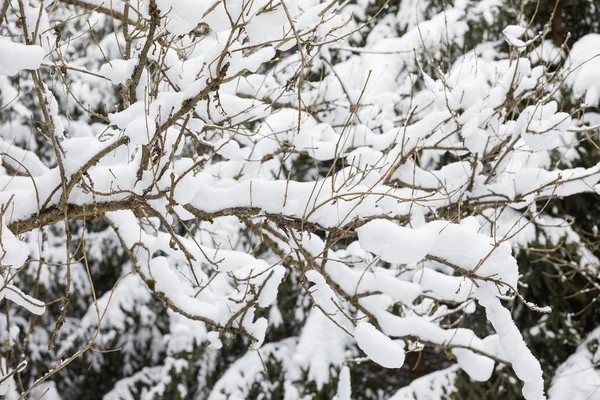 Ramo Piegato Neve Pesante Sfondo Sfondo Invernale — Foto Stock