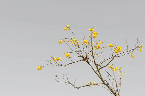 Κίτρινο Βαμβάκι Δέντρο Πάνω Από Γκρίζο Χρώμα Παρασκηνίου Cochlospermum Religiosum — Φωτογραφία Αρχείου