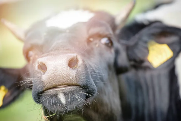 緑の牧草地に放牧牛のイメージ — ストック写真