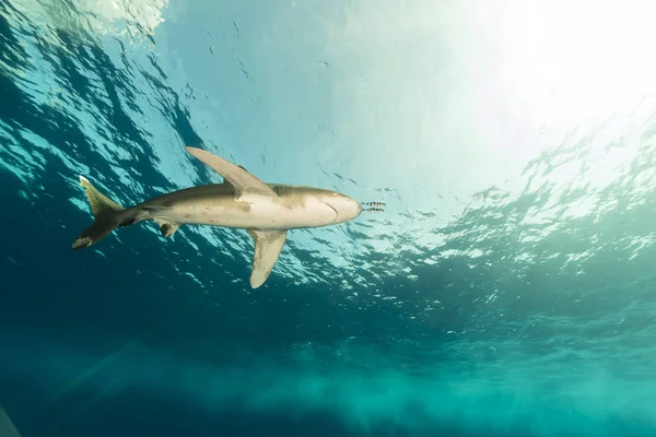 Οωκεάνιο Λευκός Καρχαρίας Carcharhinus Λαμνίμορφου Στην Ερυθρά Θάλασσα — Φωτογραφία Αρχείου