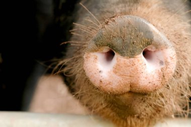 muddy pig snout close-up clipart