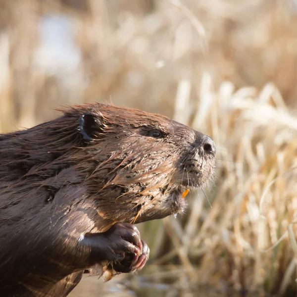 Shot Divokého Bobr Poblíž Jezera Série Nature — Stock fotografie