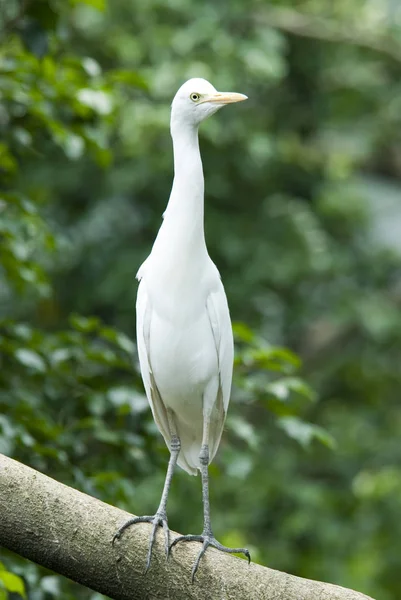 Een Soort Dier Selectieve Focus — Stockfoto