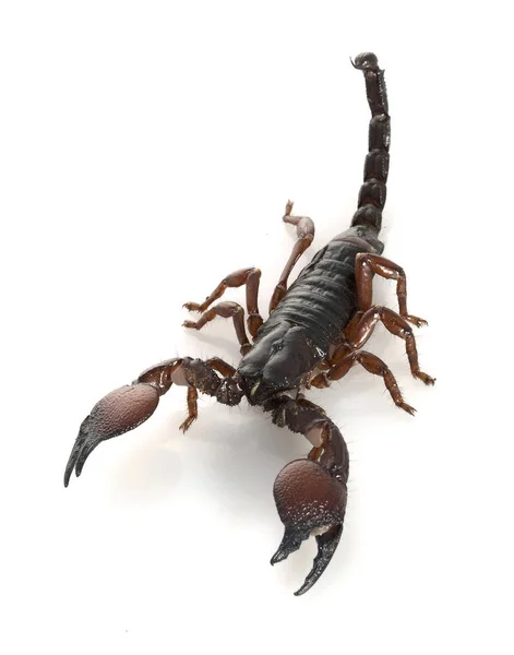 Pazur Czerwony Skorpion Pandinus Cavimanus Białym Tle — Zdjęcie stockowe
