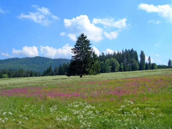 Pradera Con Flores Violetas Bosque — Foto de Stock