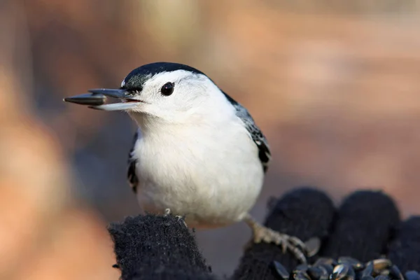 Beyaz Göğüslü Sıvacı Sitta Carolinensis Besleme Tünemiş — Stok fotoğraf