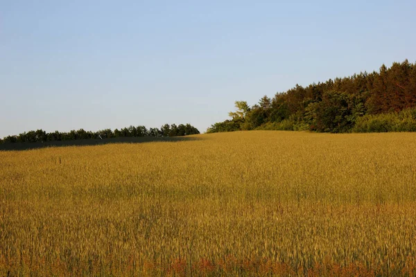 Landskap Med Grönt Fält Och Blå Himmel — Stockfoto