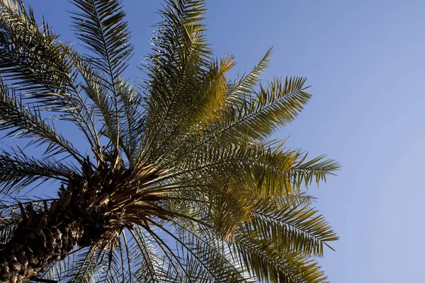 Palmera Verde Irán —  Fotos de Stock