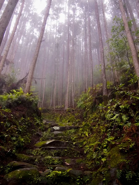 Patrimoine Mondial Forêt Kumano Kodo Japon Mai — Photo