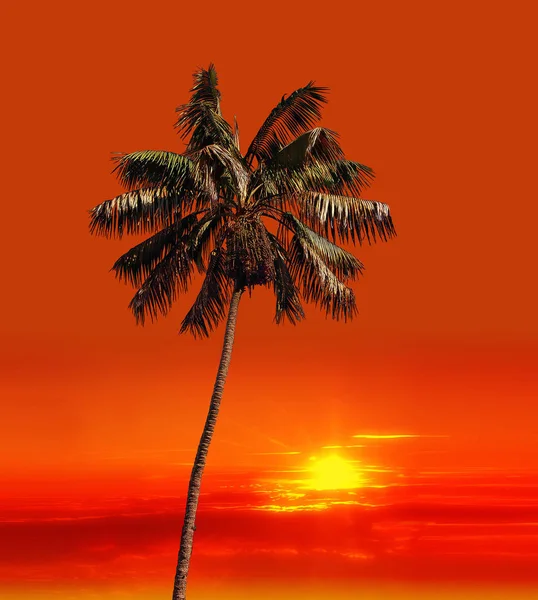 Palm Tree Golden Sunset Background — Stock Photo, Image