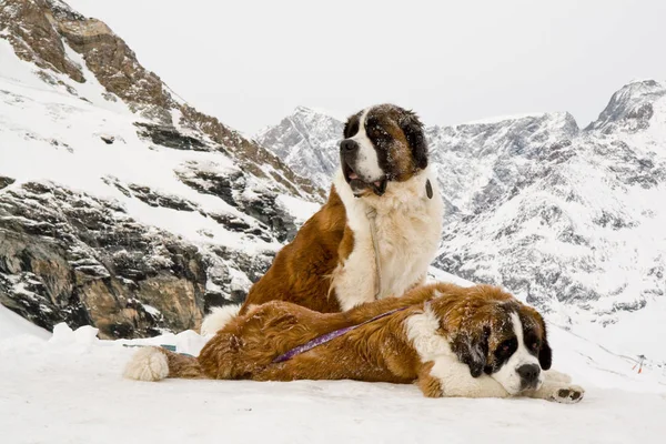 Paar Der Bernardinenhunde Den Schweizer Alpen Rettungshunde Alpiner Hintergrund — Stockfoto