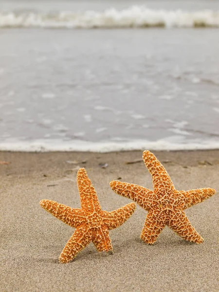 Dos Estrellas Mar Costa Con Olas Fondo — Foto de Stock