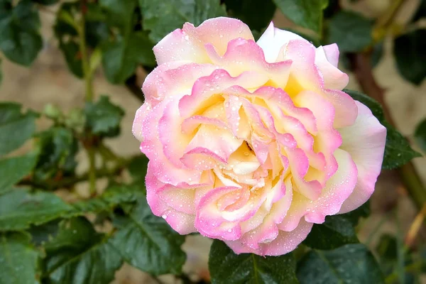 Trandafir Roz Viu Picături Rouă — Fotografie, imagine de stoc