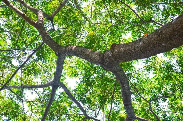 Árbol Bosque Verde Primavera — Foto de Stock