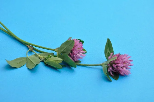 Fioletowy Koniczyna Wildflower Przed Niebieskim Podłożu — Zdjęcie stockowe