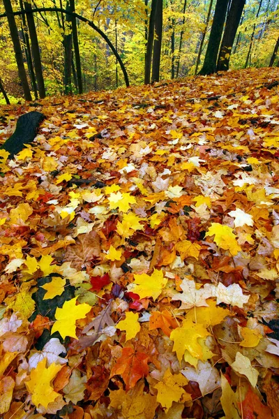 Cores Vivas Queda Rock Cut State Park Norte Illinois — Fotografia de Stock