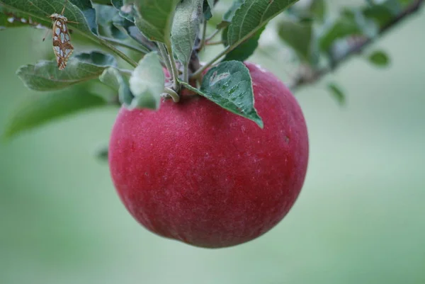 Red Apples Tree — Stock Photo, Image